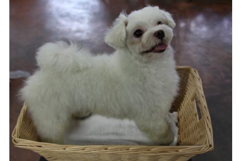 販売中のマルプー:マルチーズ×トイプードルの親犬